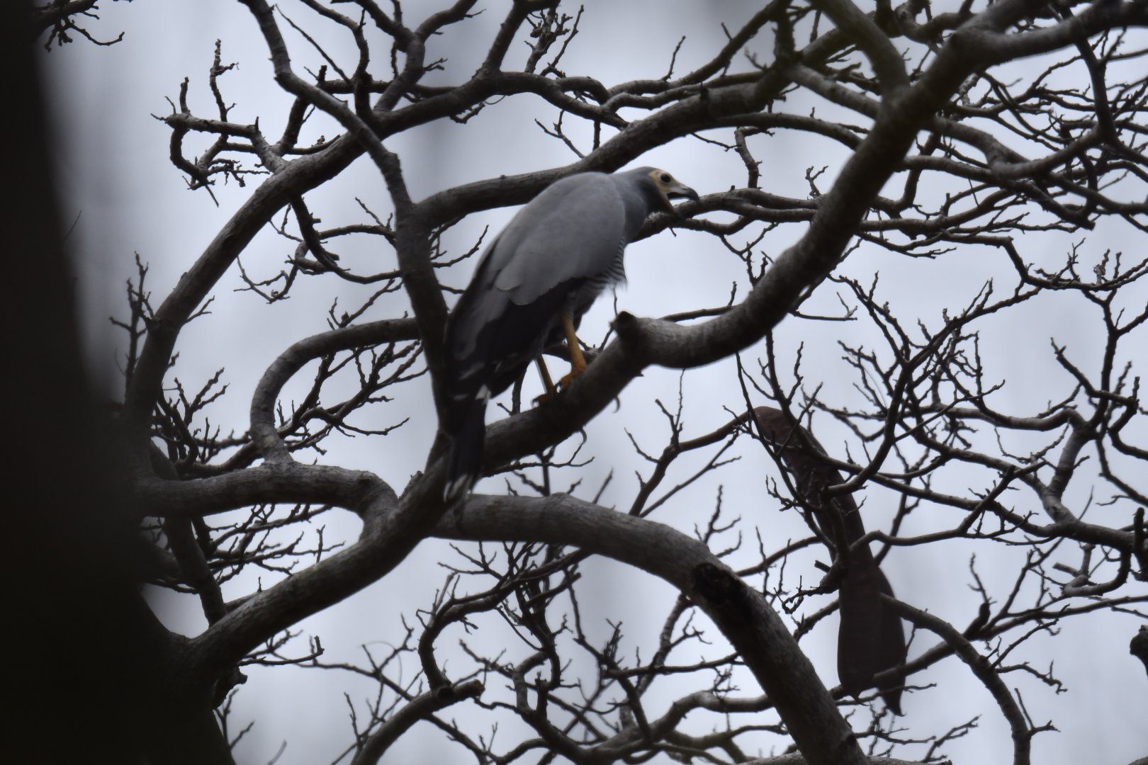 Madagascar Harrier-Hawk Polyboroides radiatus