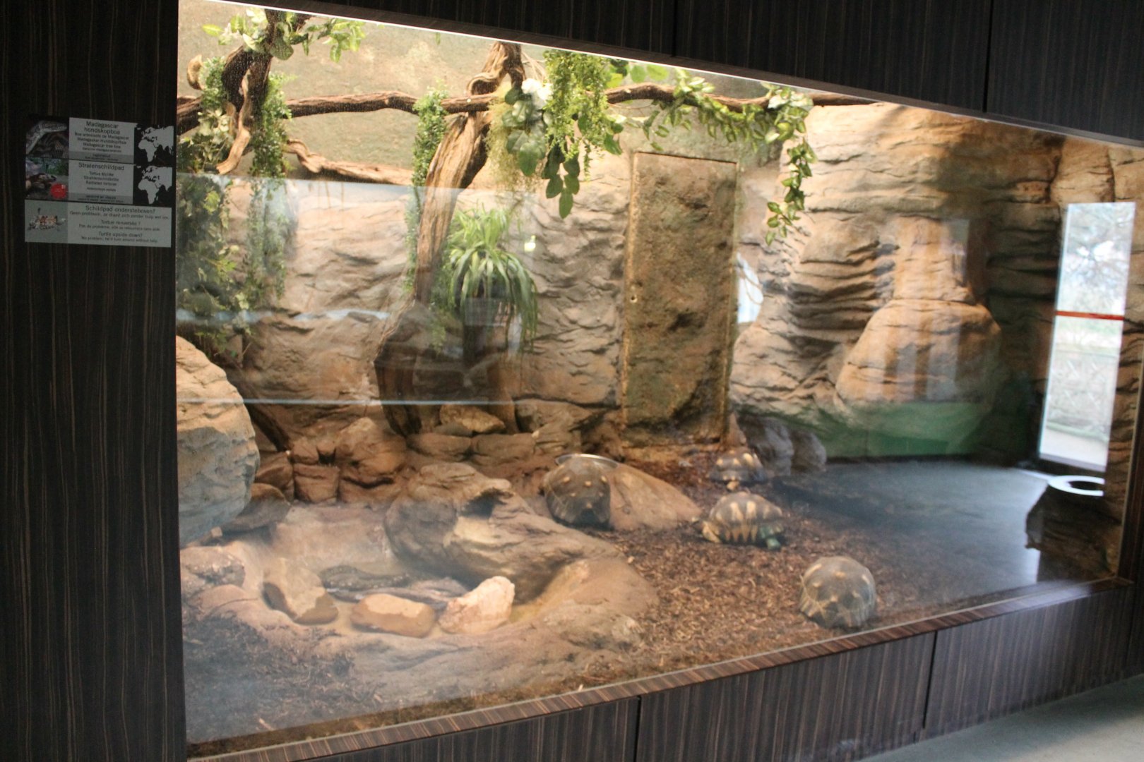 Madagascar Herp-enclosure