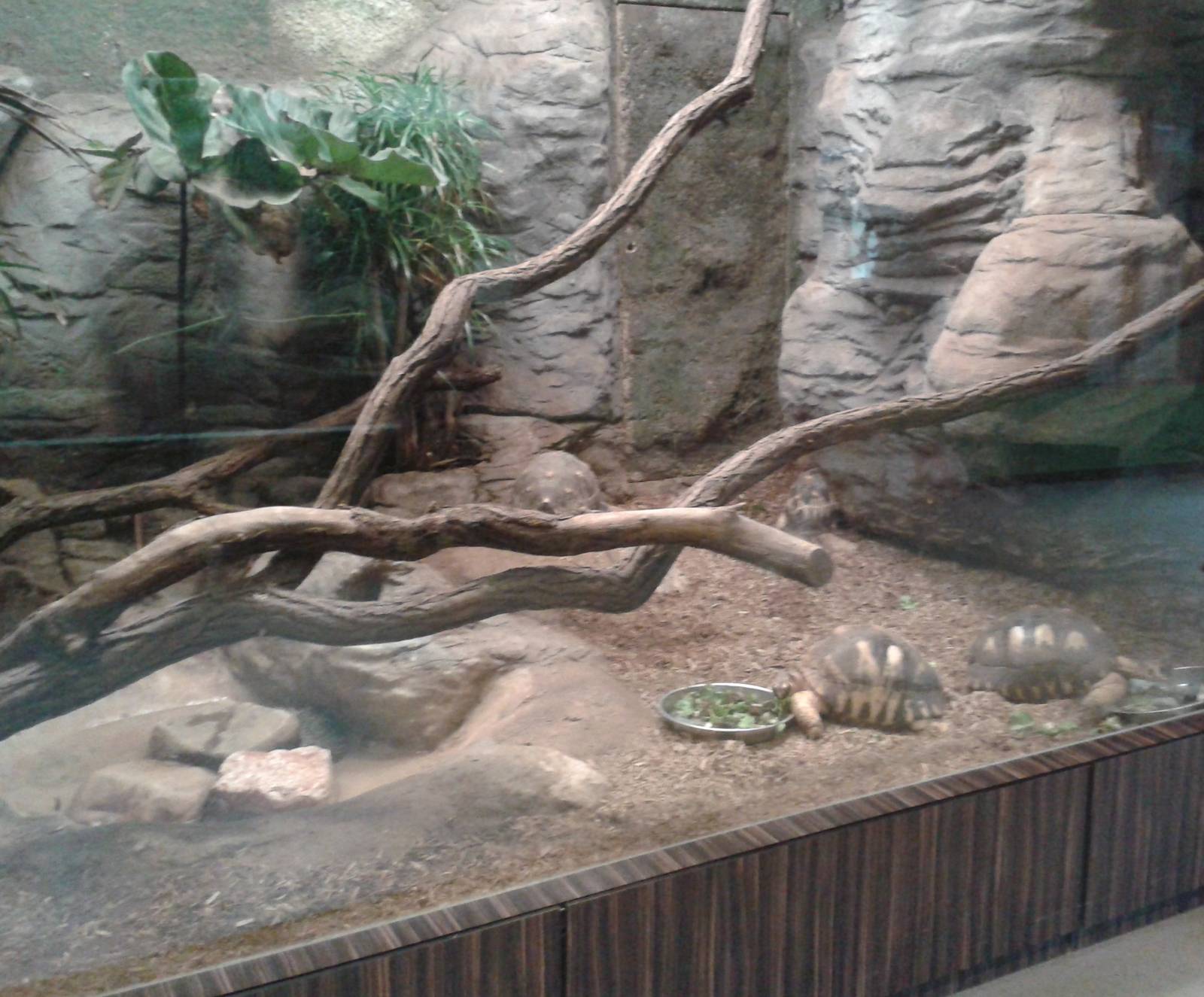 Madagascar herptile enclosure