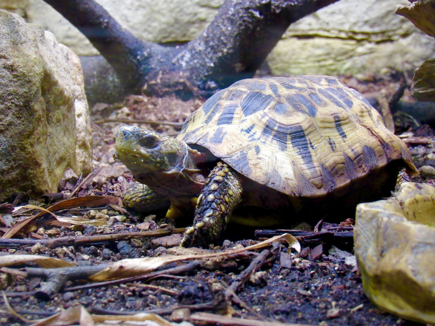 Madagascar hinge-backed tortoise