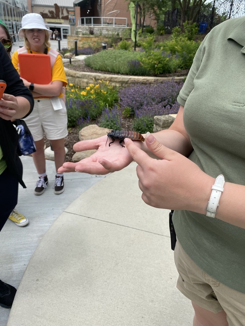 Madagascar Hissing Cockroach - 6/16/2023