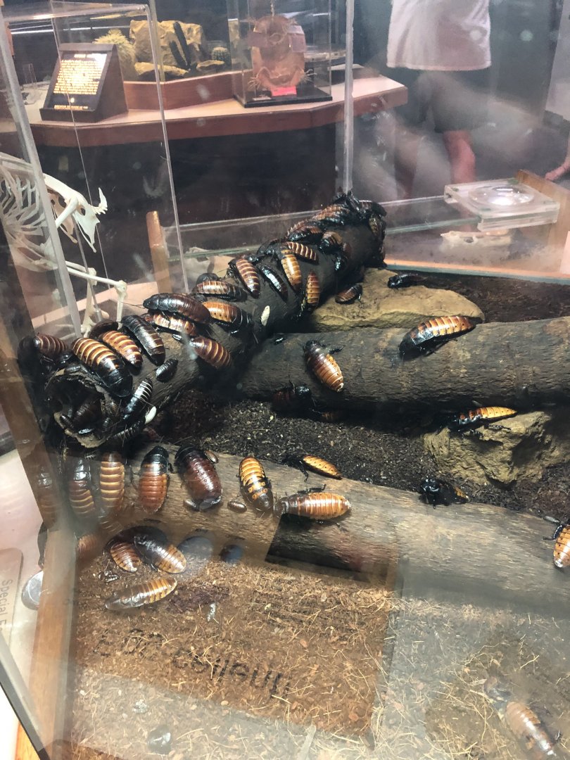 Madagascar Hissing Cockroach Colony