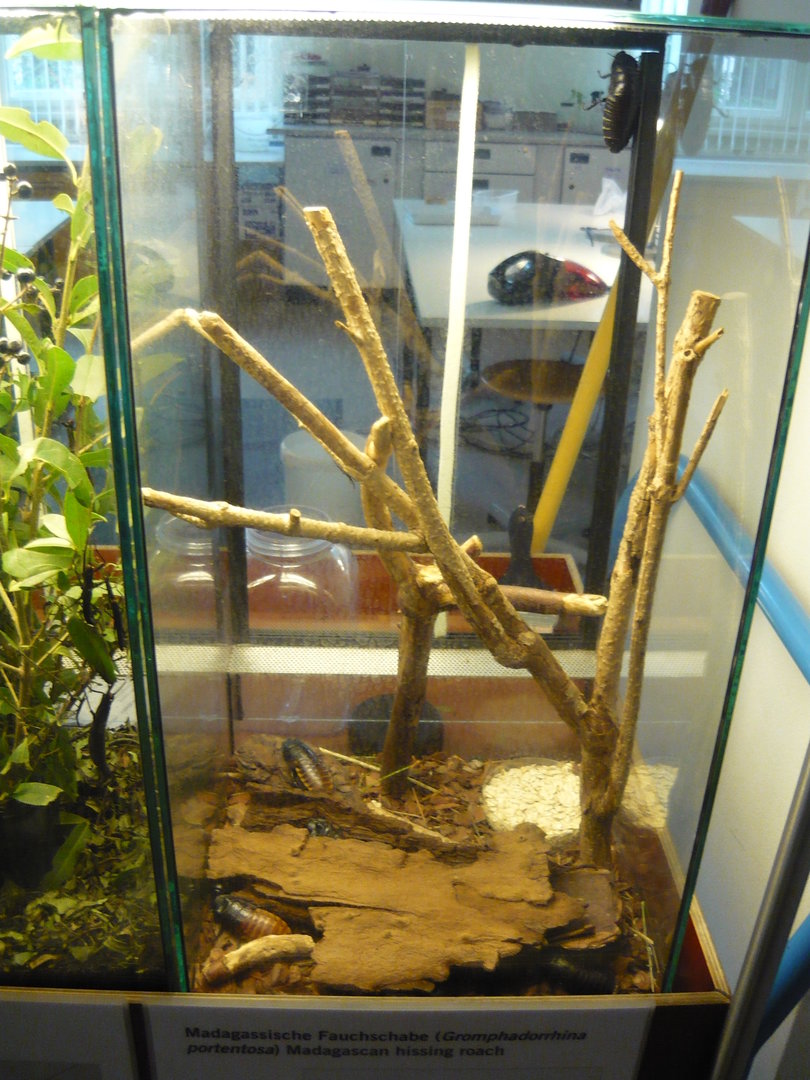 Madagascar hissing cockroach enclosure