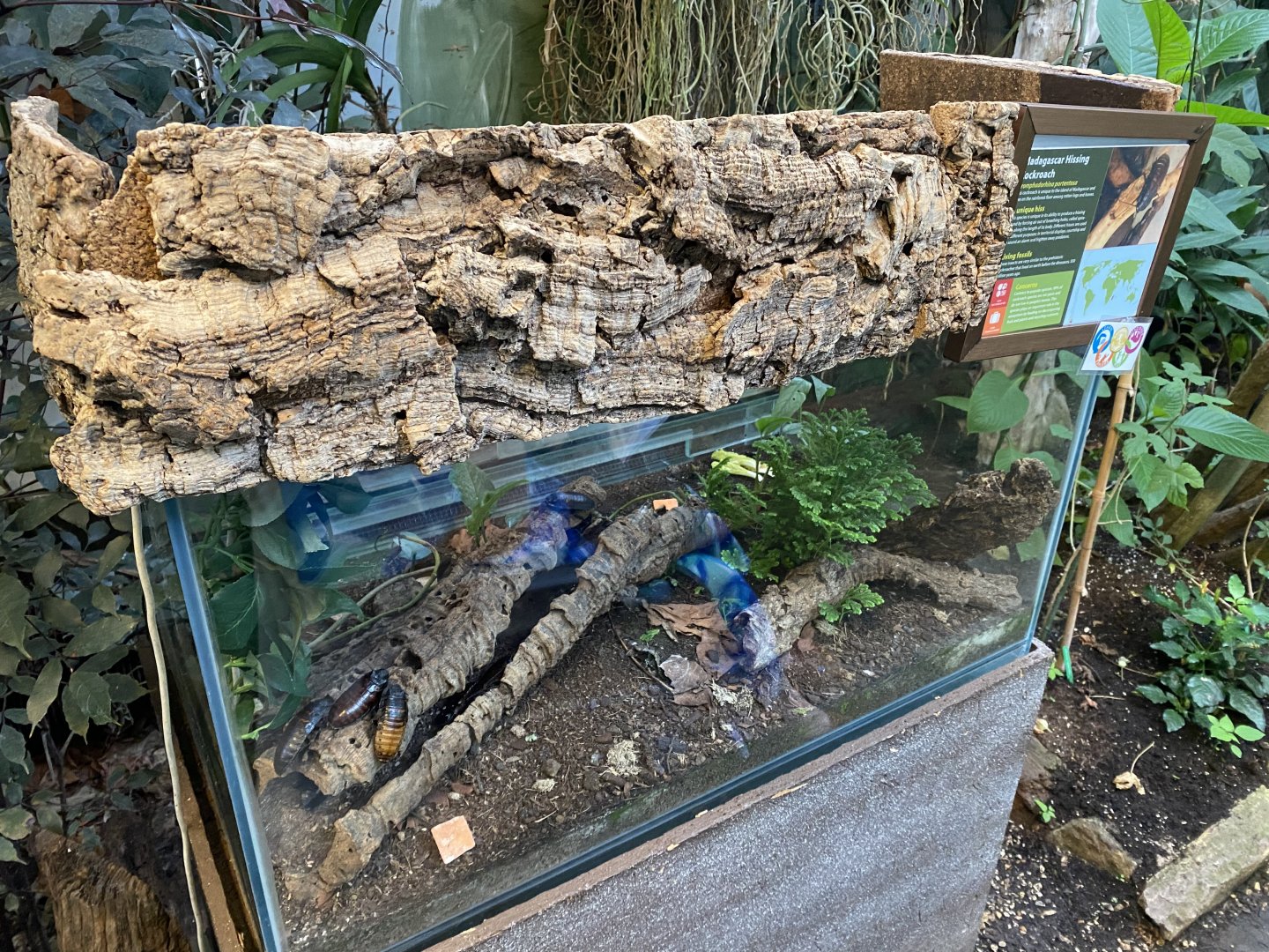 Madagascar hissing cockroach exhibit 050924