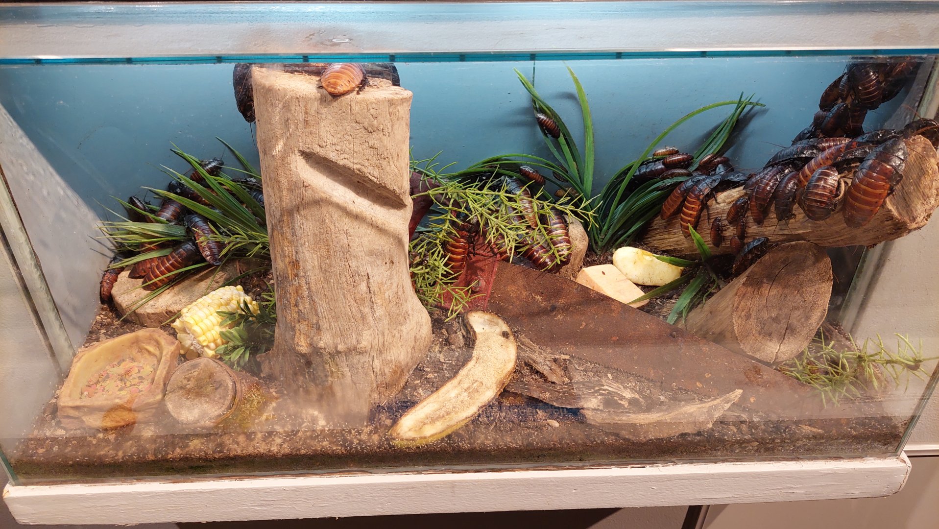 Madagascar hissing cockroach exhibit 2