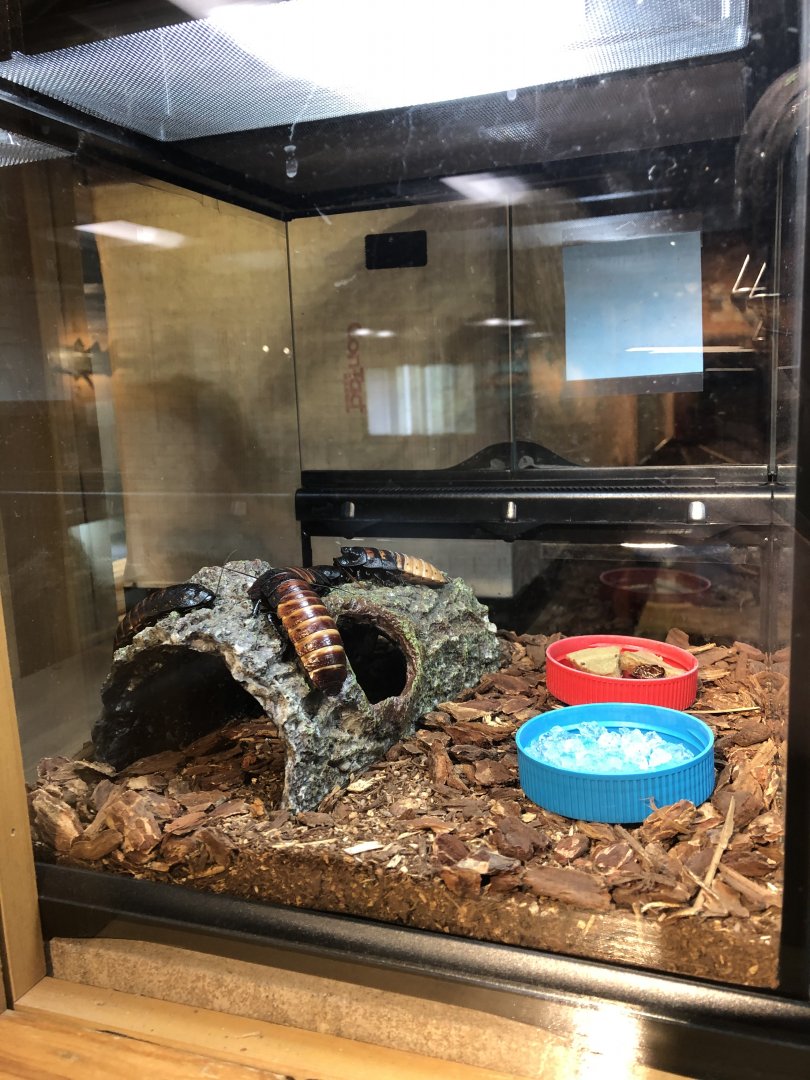 Madagascar Hissing Cockroach exhibit - Educational Center