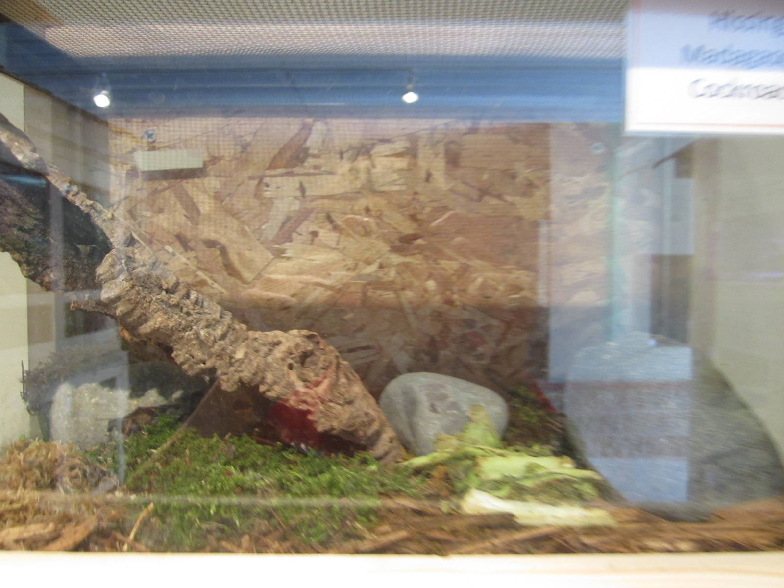 Madagascar Hissing Cockroach Exhibit