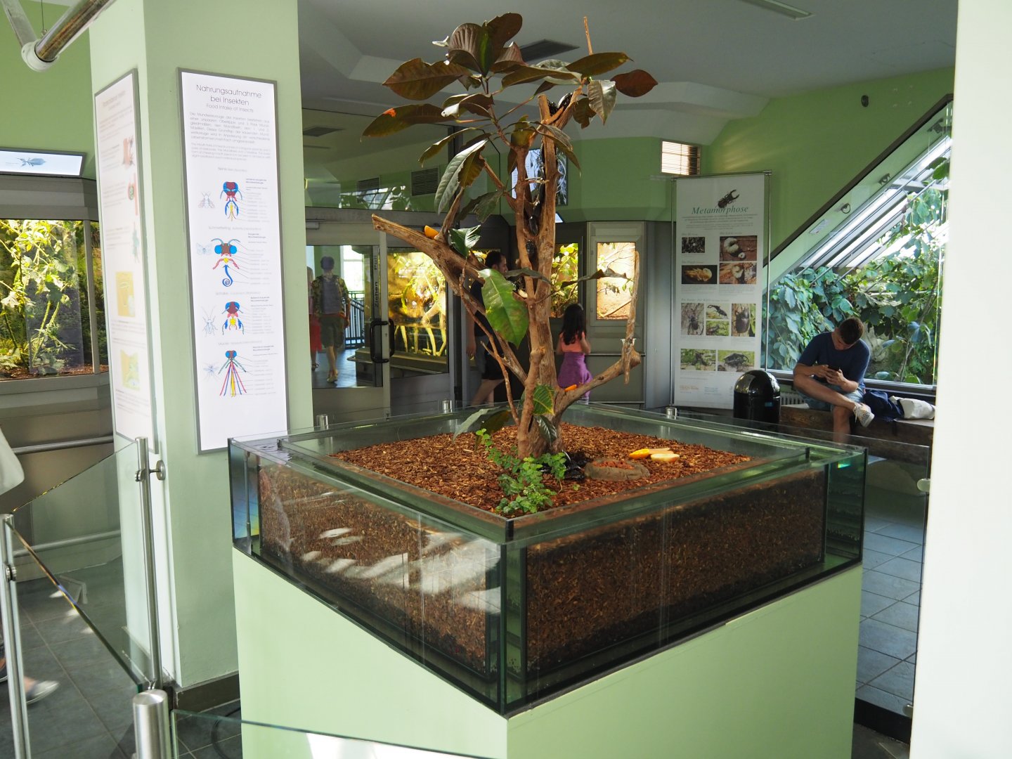 Madagascar Hissing Cockroach Exhibit