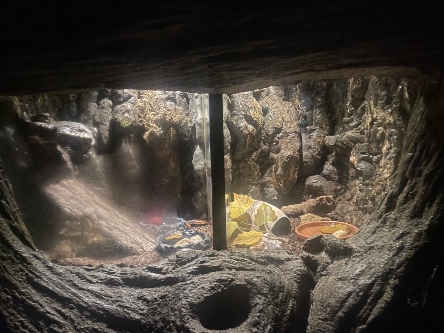 Madagascar Hissing Cockroach Exhibit