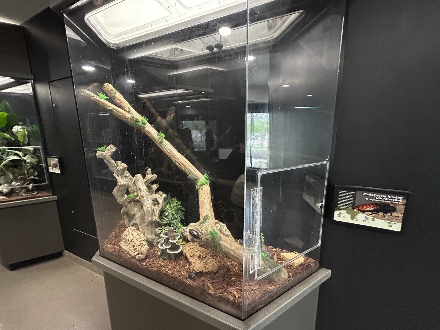 Madagascar Hissing Cockroach Exhibit