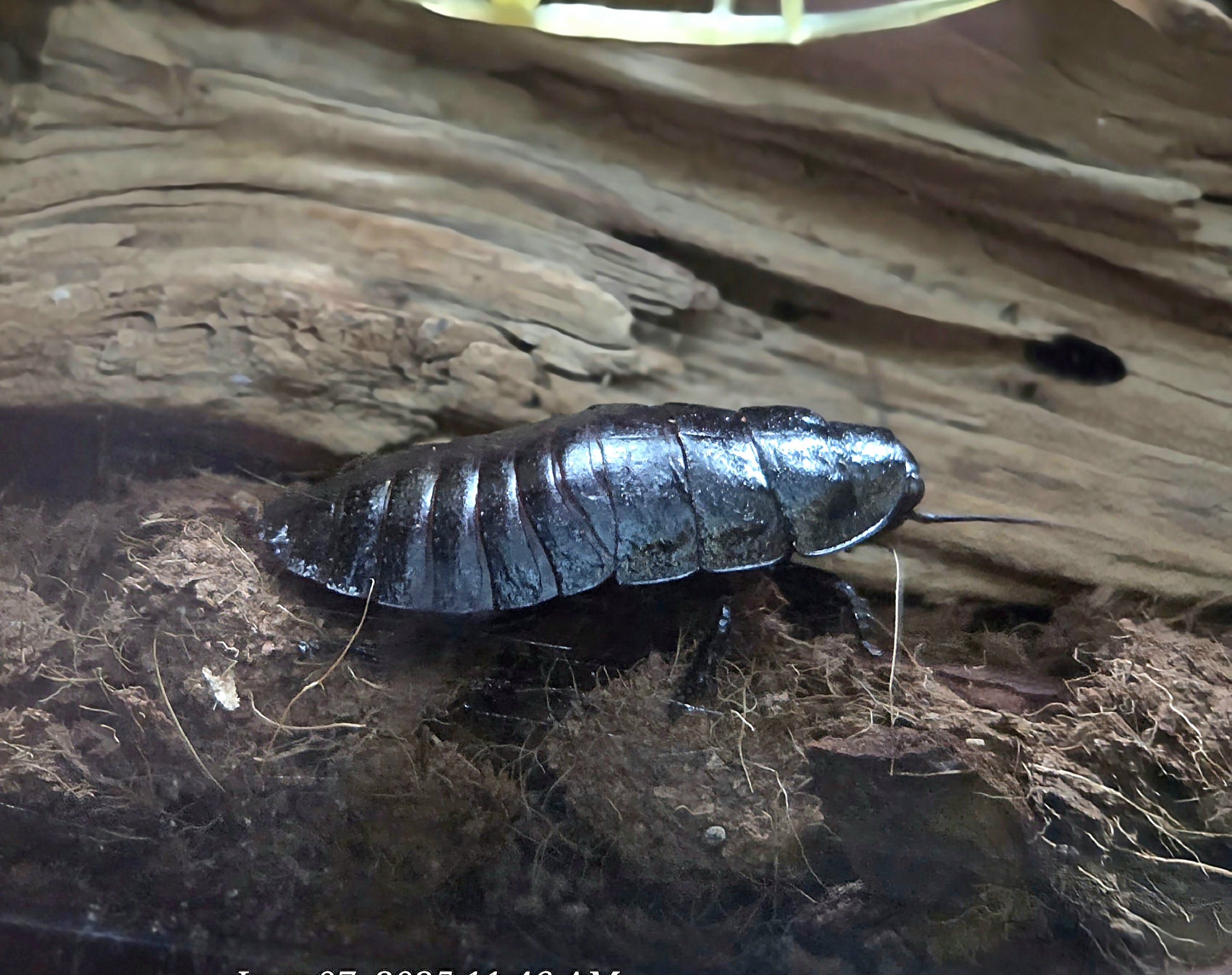 Madagascar Hissing Cockroach  - Greenville Zoo