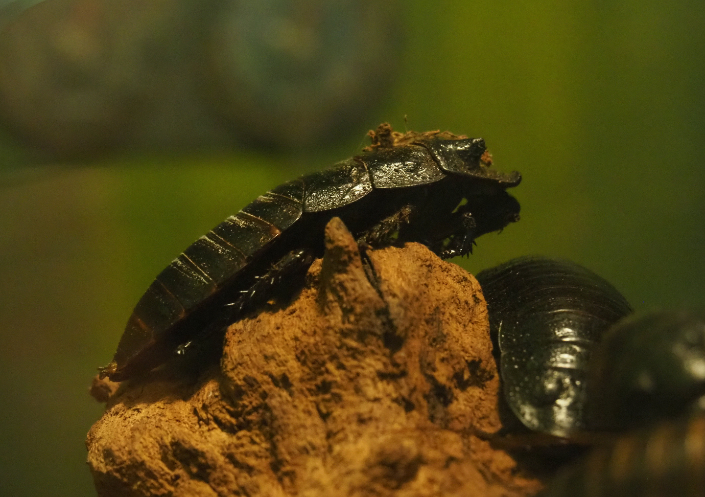 Madagascar hissing cockroach (Gromphadorhina portentosa), 2019-08-04