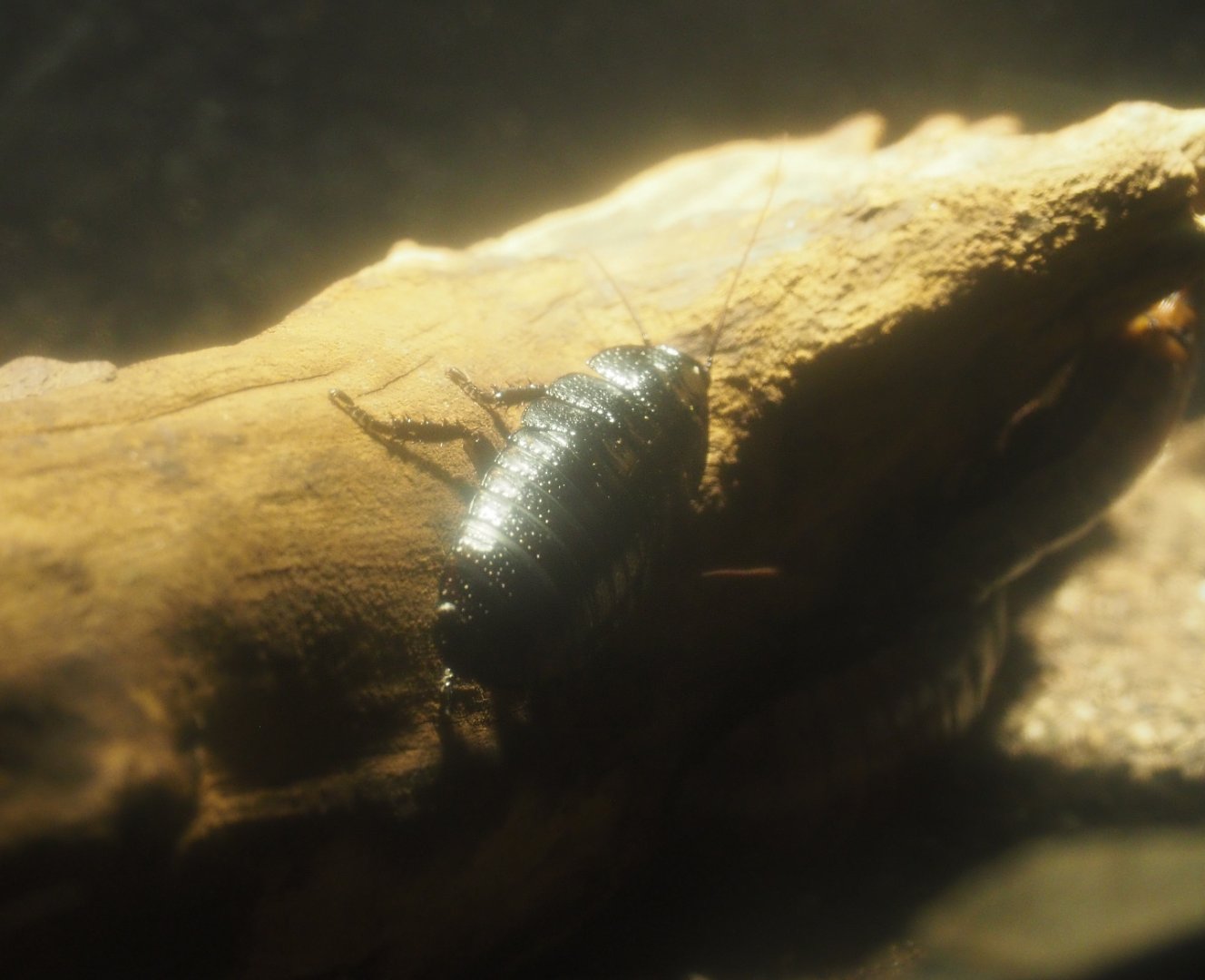 Madagascar hissing cockroach, (Gromphadorhina portentosa), 2019-12-30