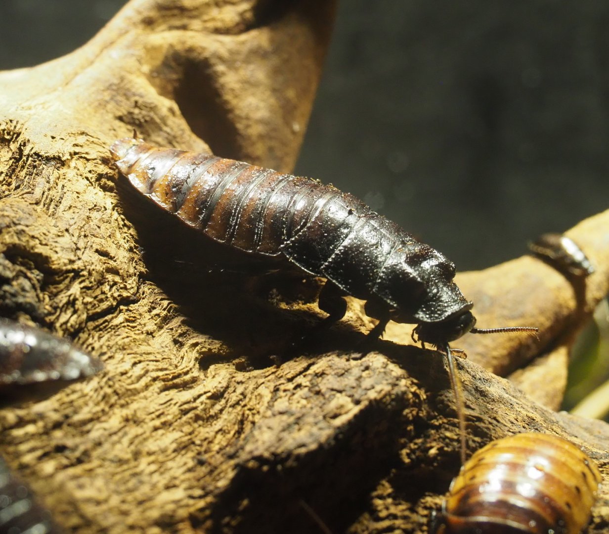 Madagascar hissing cockroach (Gromphadorhina portentosa), 2021-06-12