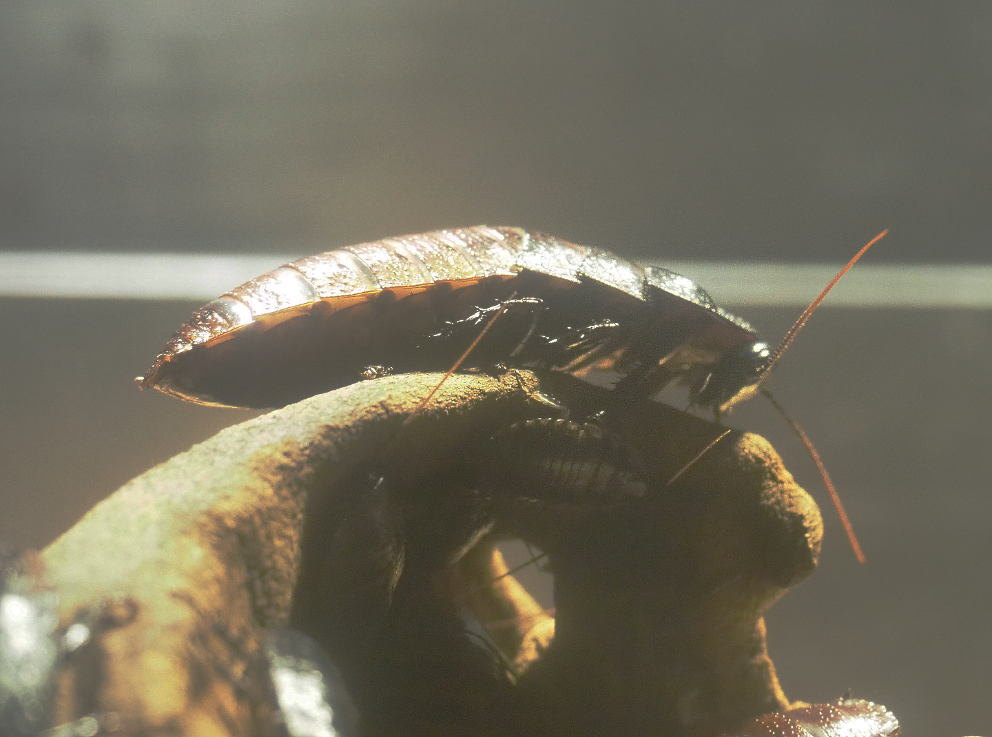 Madagascar hissing cockroach (Gromphadorhina portentosa), 2022-03-16