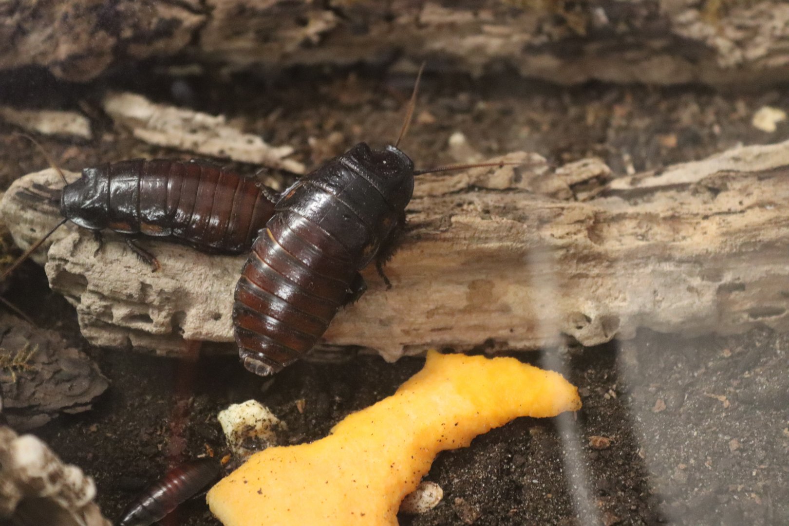 Madagascar hissing cockroach (Gromphadorhina portentosa) BugParc 08/2024