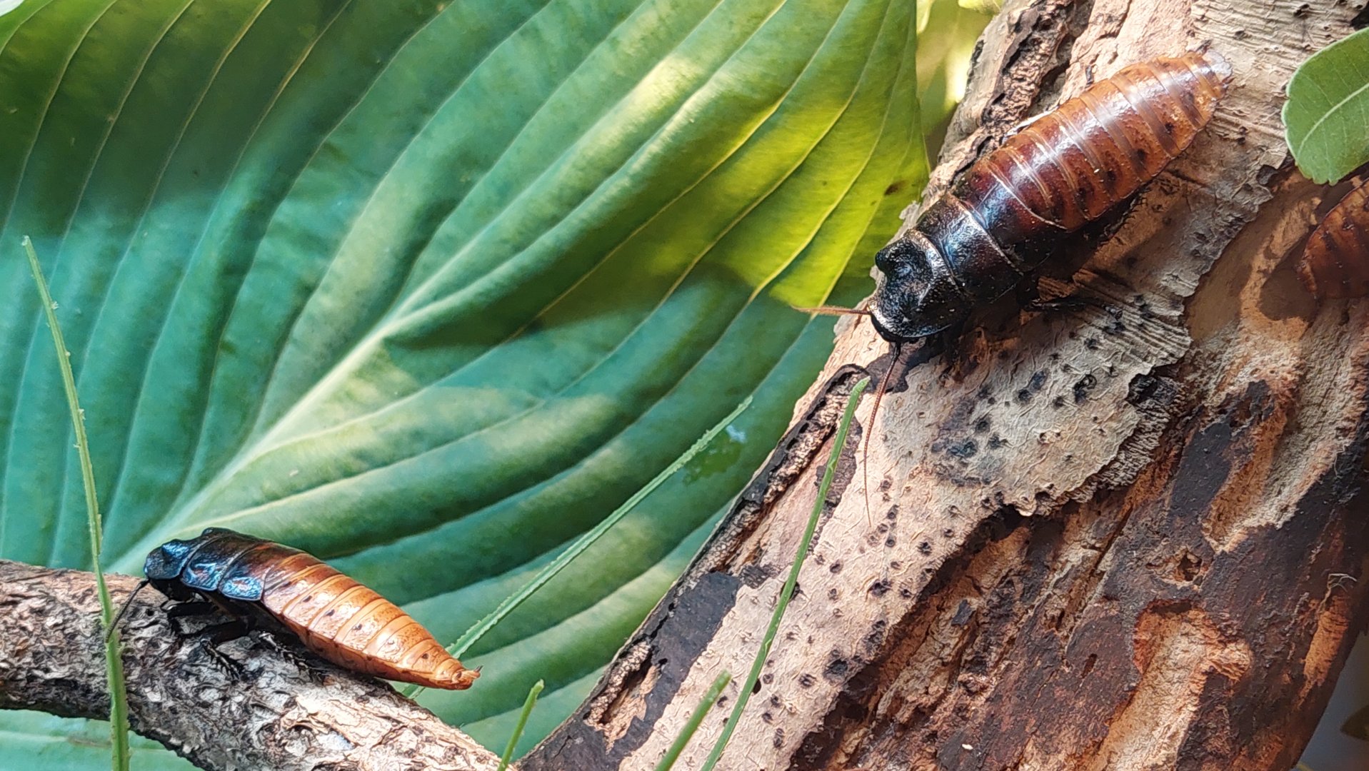 Madagascar hissing cockroach (Gromphadorhina portentosa)