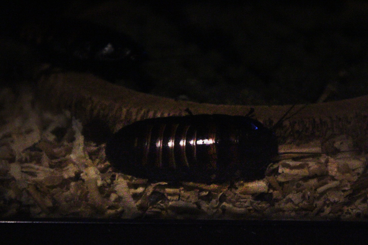 Madagascar hissing cockroach (Gromphadorhina portentosa)