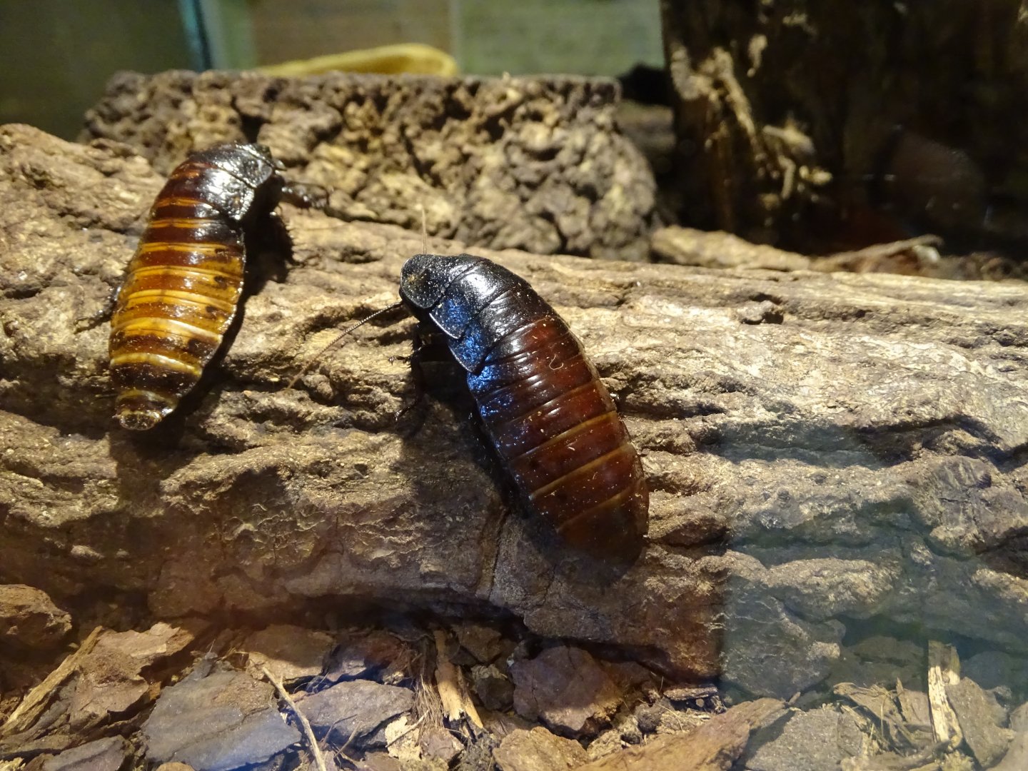 Madagascar hissing cockroach (Gromphadorhina portentosa)