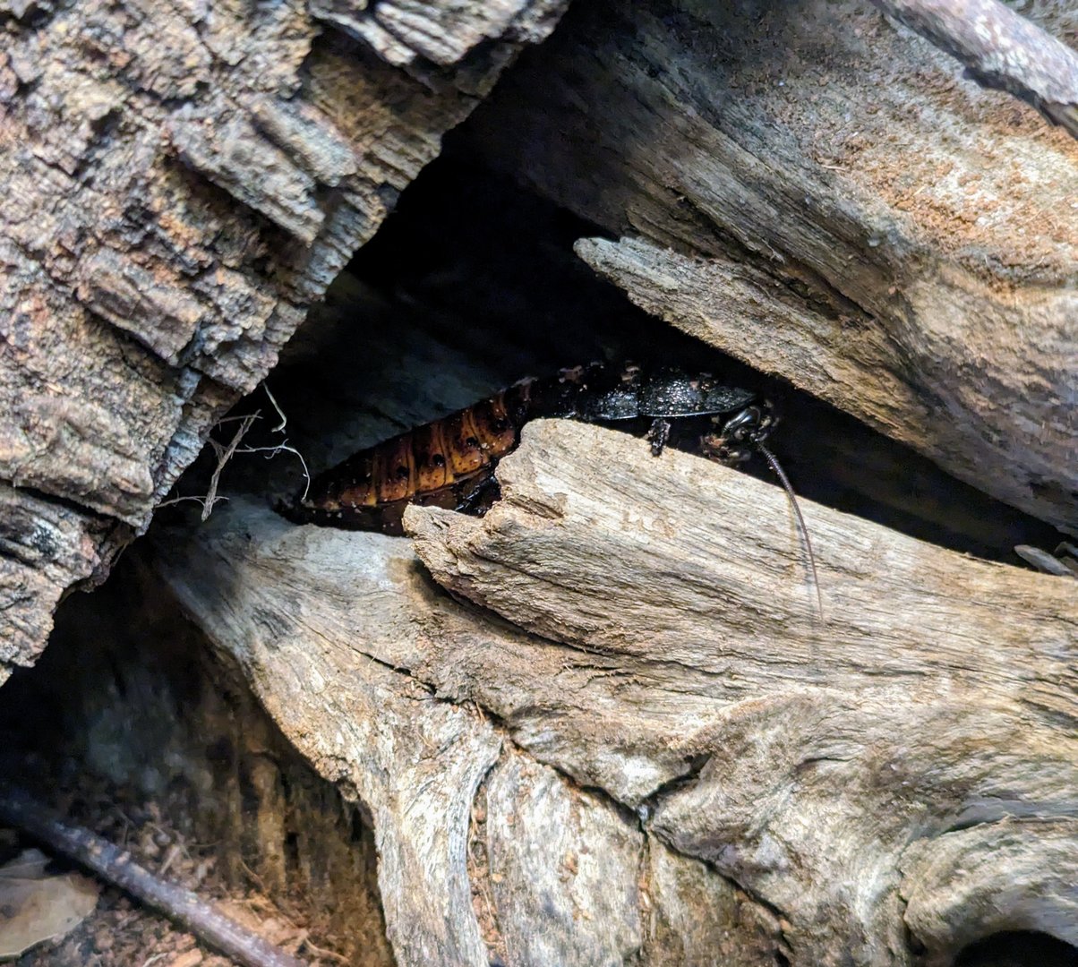 Madagascar Hissing Cockroach - July 8th 2023
