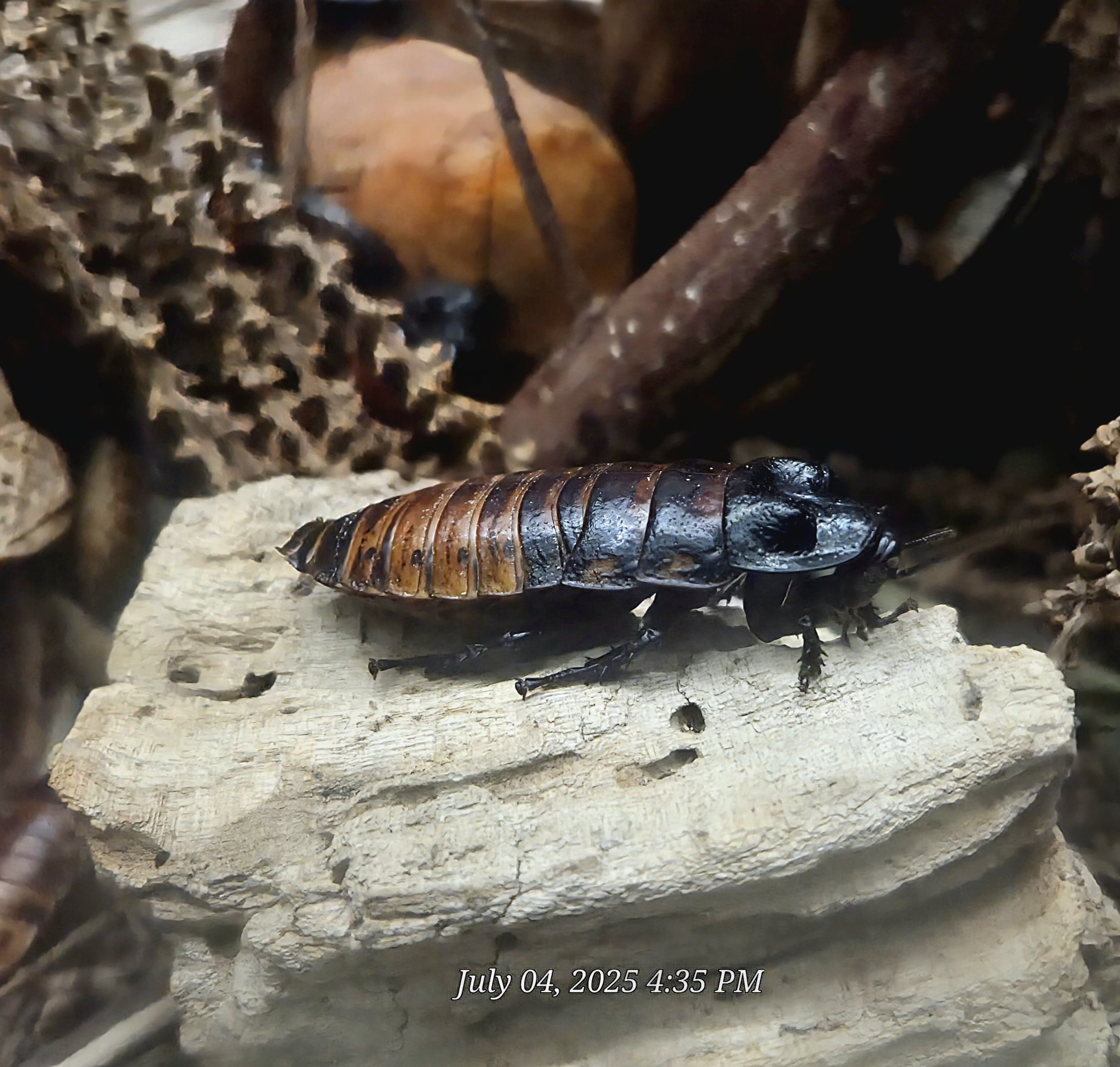 Madagascar Hissing Cockroach-Reptile Gardens