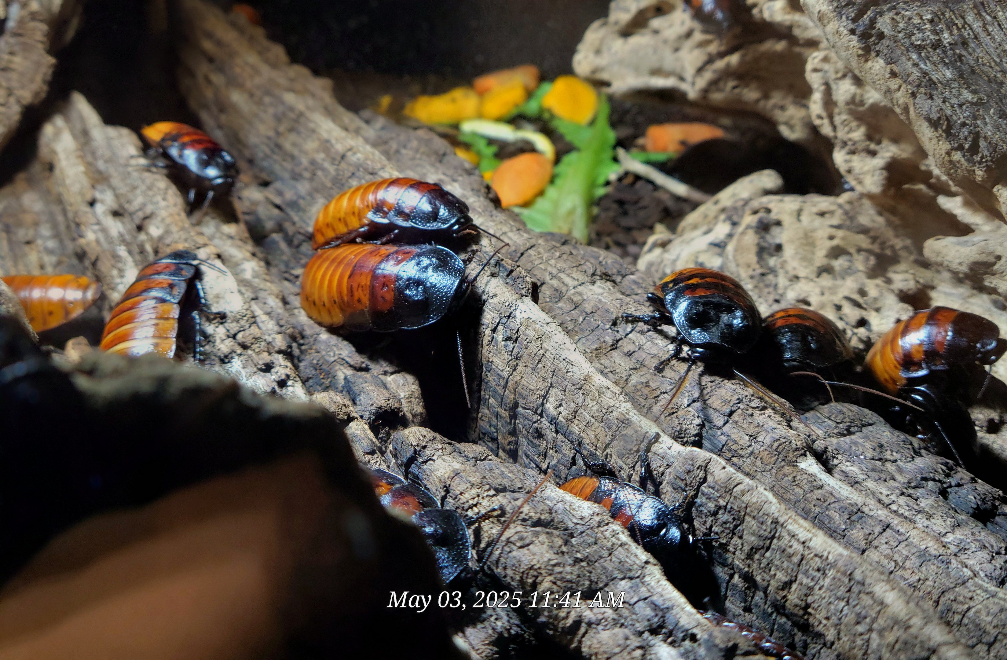 Madagascar Hissing Cockroach - Riverbanks Zoo