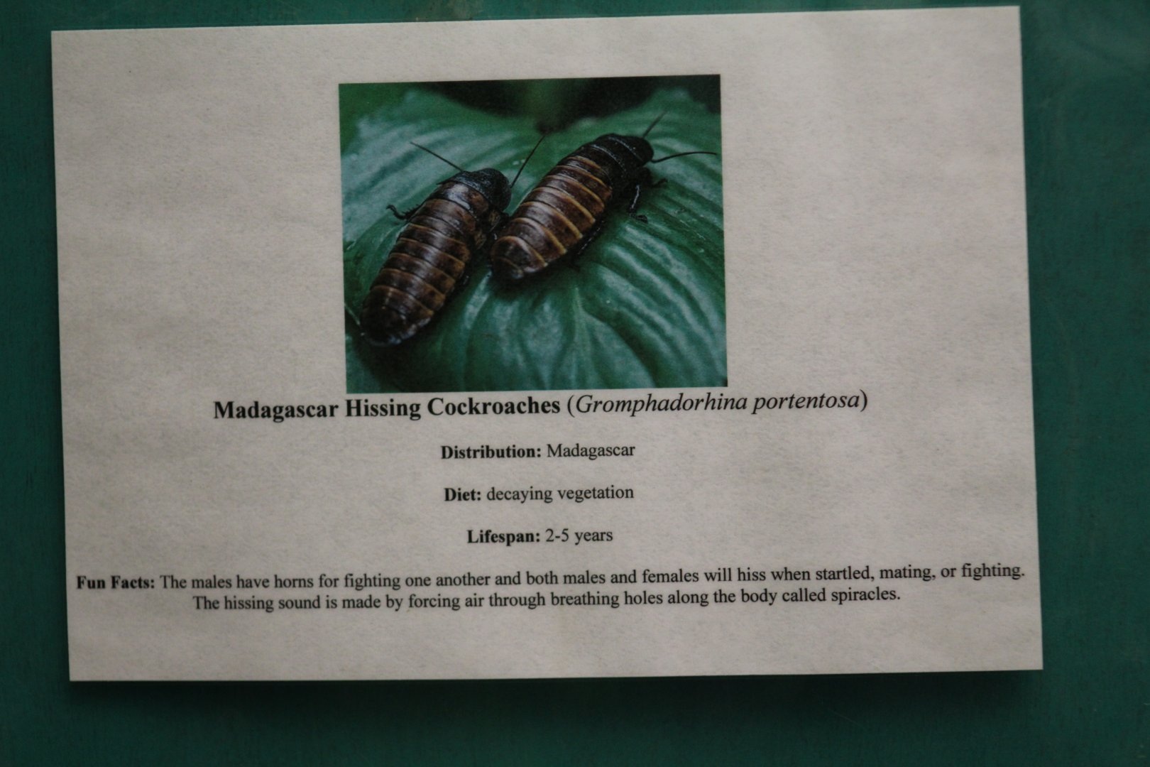 Madagascar Hissing Cockroach Signage