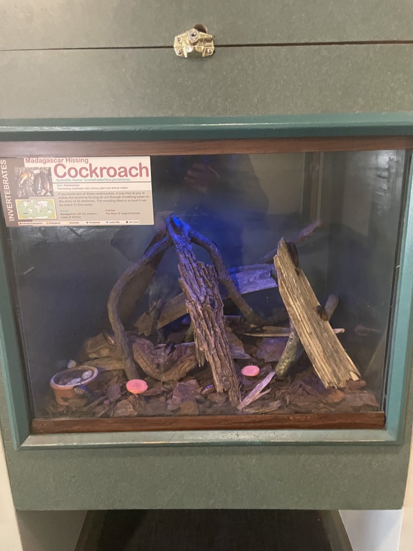 Madagascar Hissing Cockroach Tank