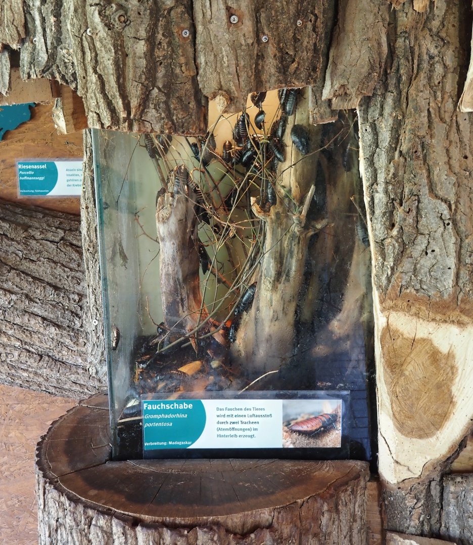 Madagascar hissing cockroach terrarium, 2025-05-22