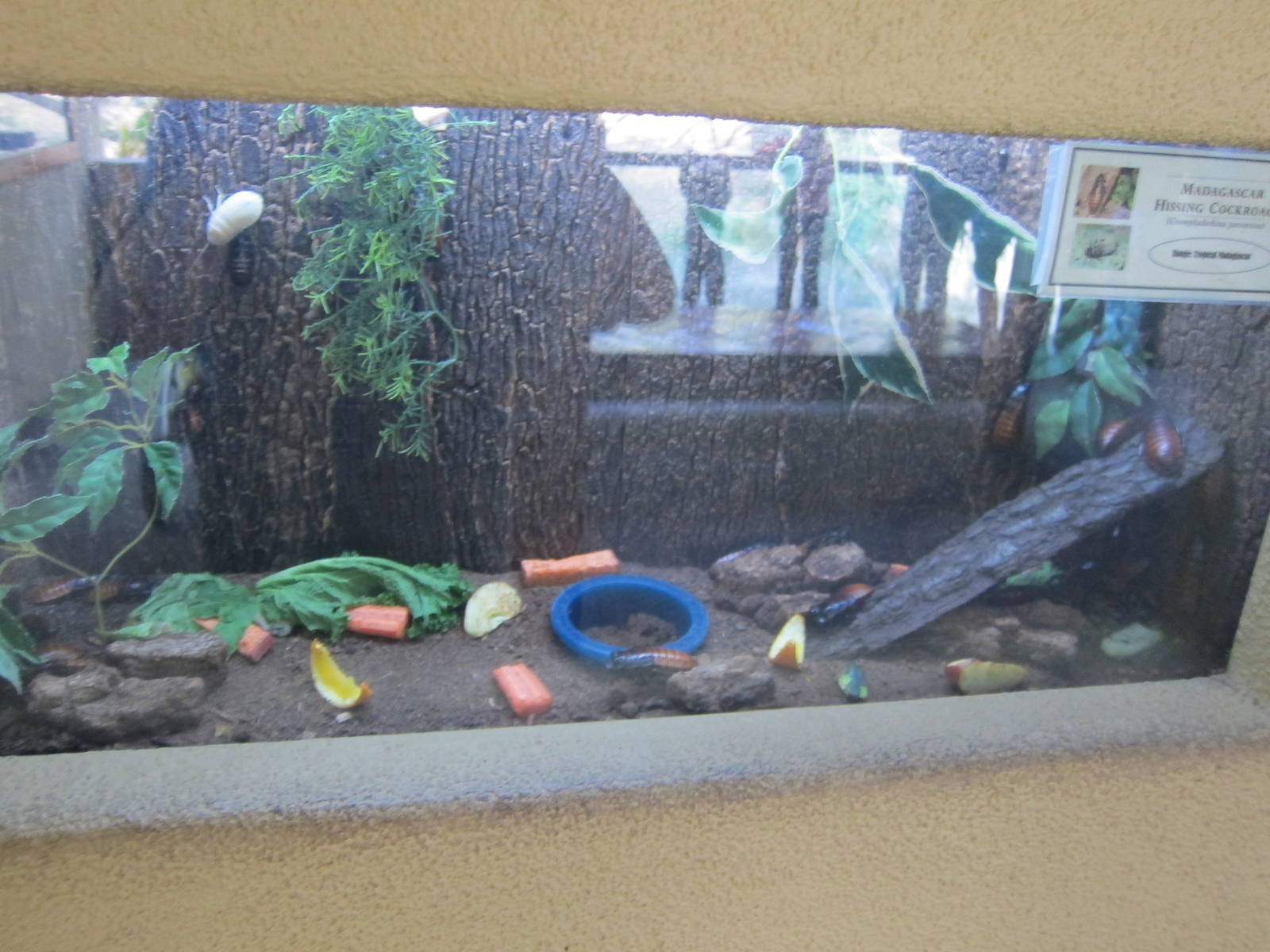 Madagascar Hissing Cockroach Terrarium