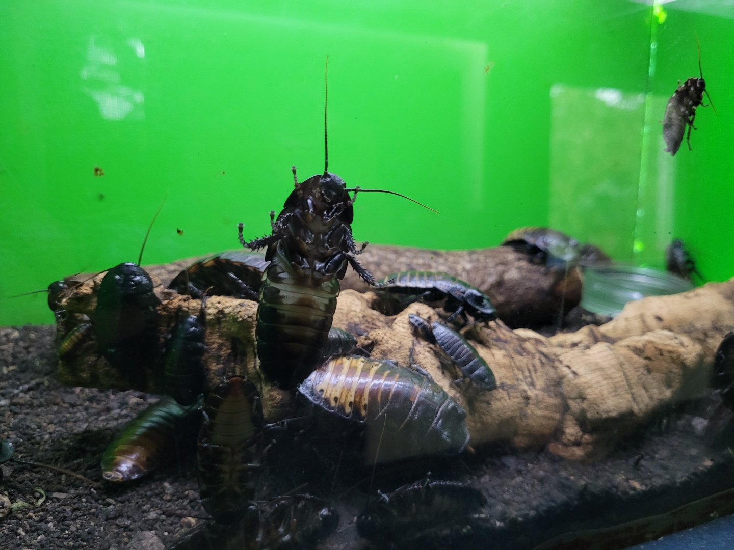 Madagascar hissing cockroach -Zoo de Santillana del Mar (2023)