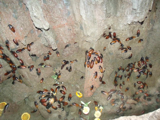 Madagascar Hissing Cockroach