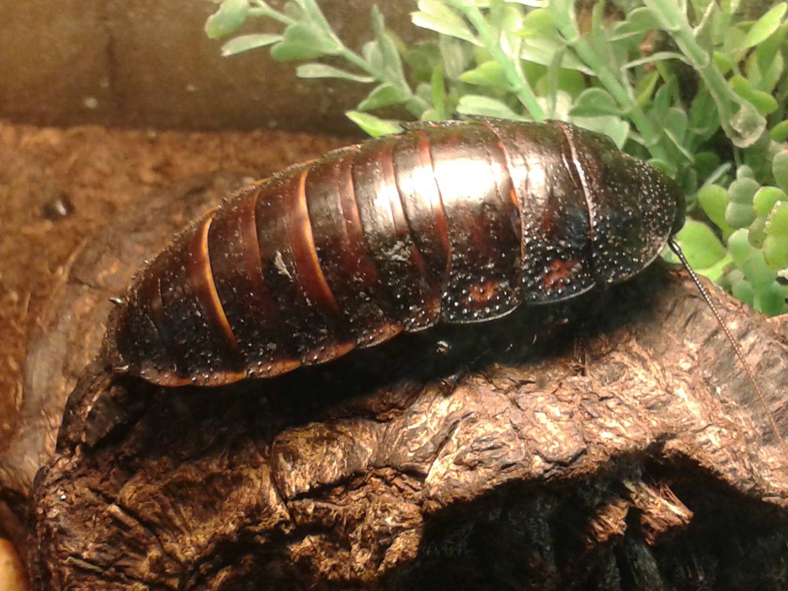 Madagascar hissing cockroach