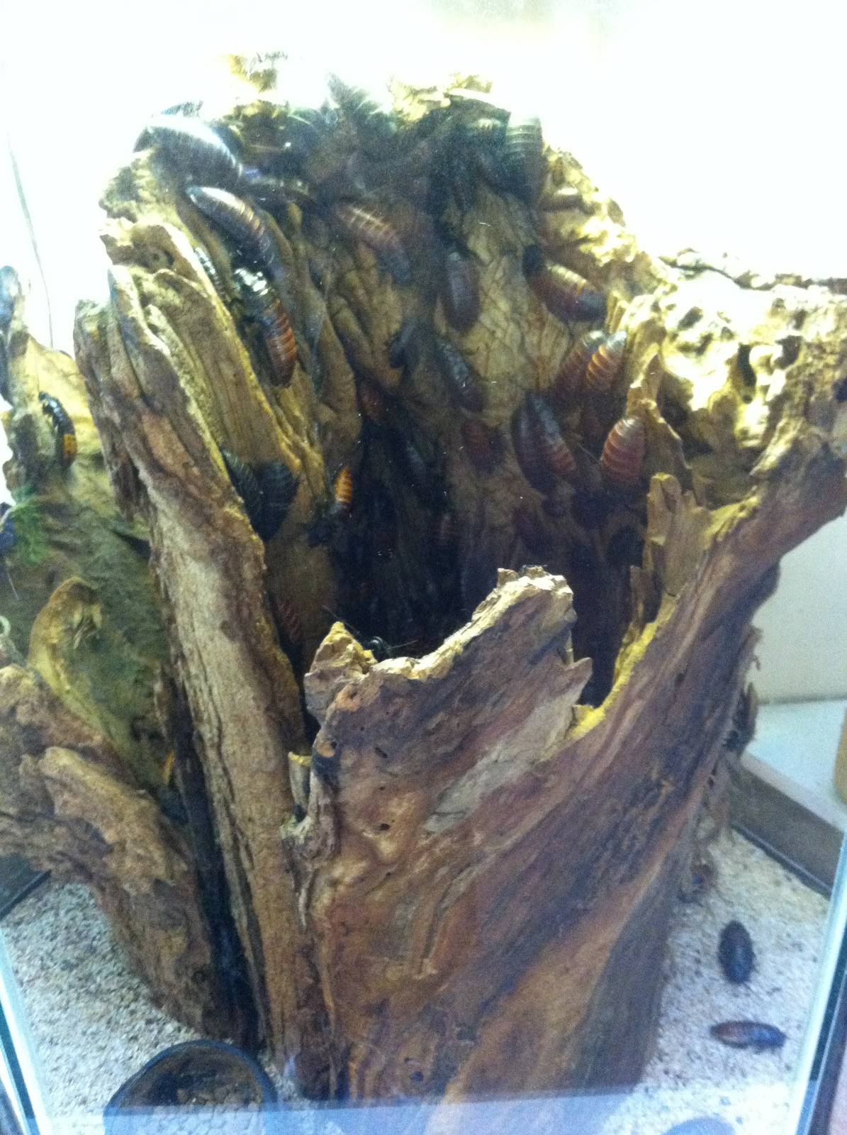 Madagascar Hissing Cockroach