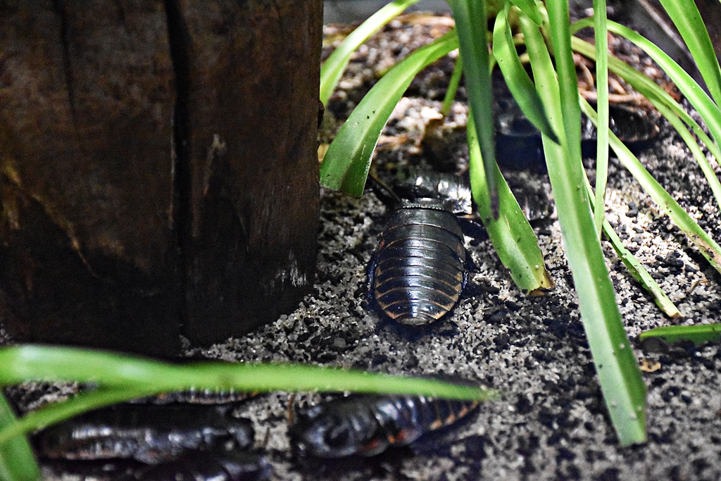 Madagascar hissing cockroach