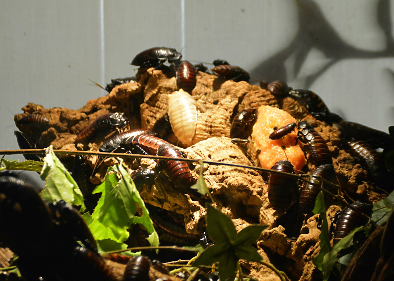 Madagascar hissing cockroach