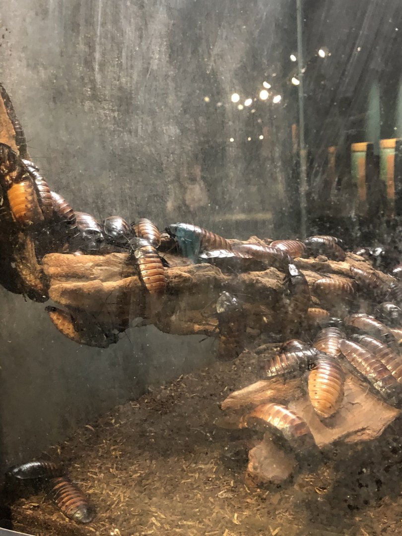 Madagascar Hissing Cockroach