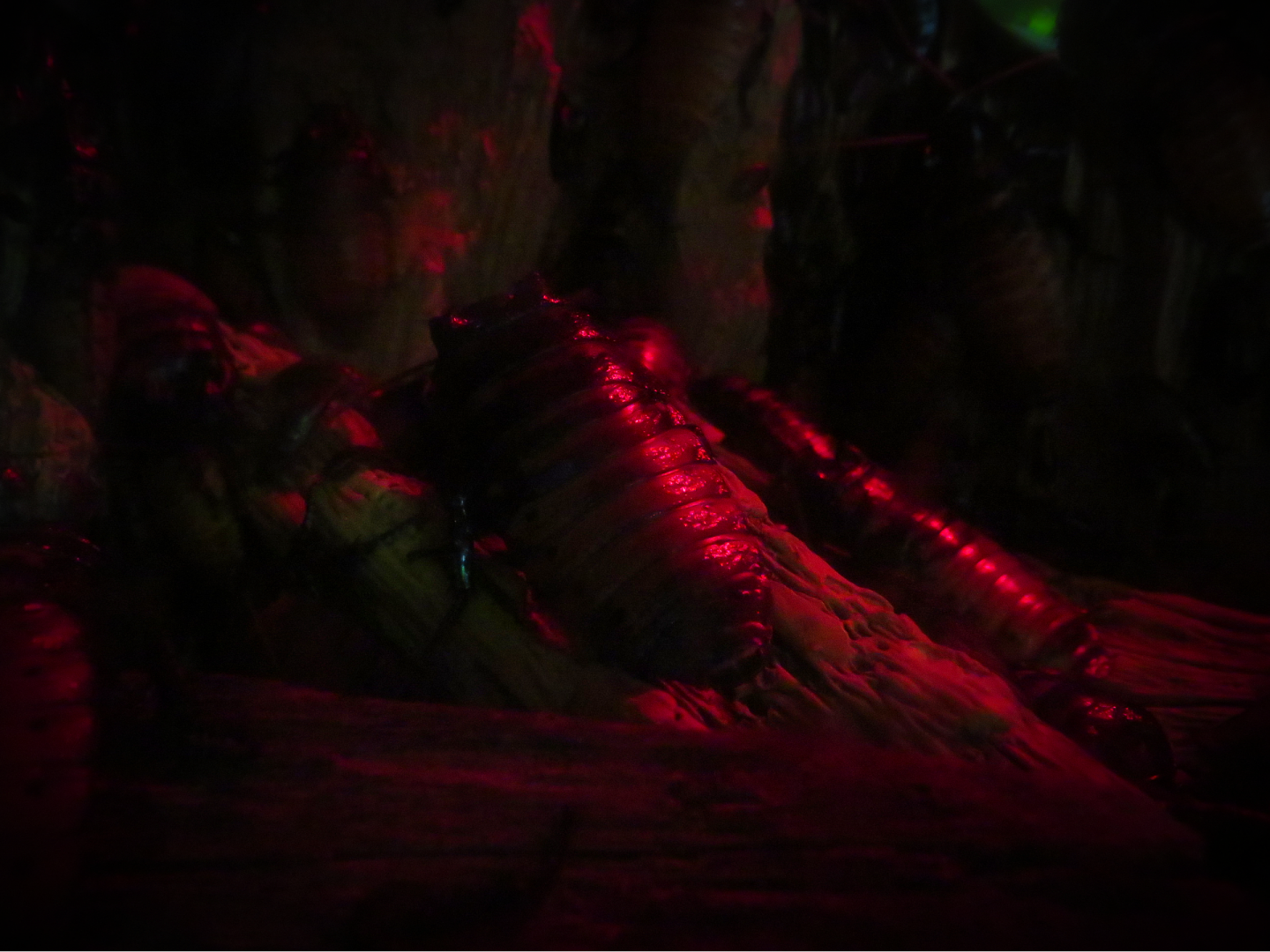 Madagascar hissing cockroach