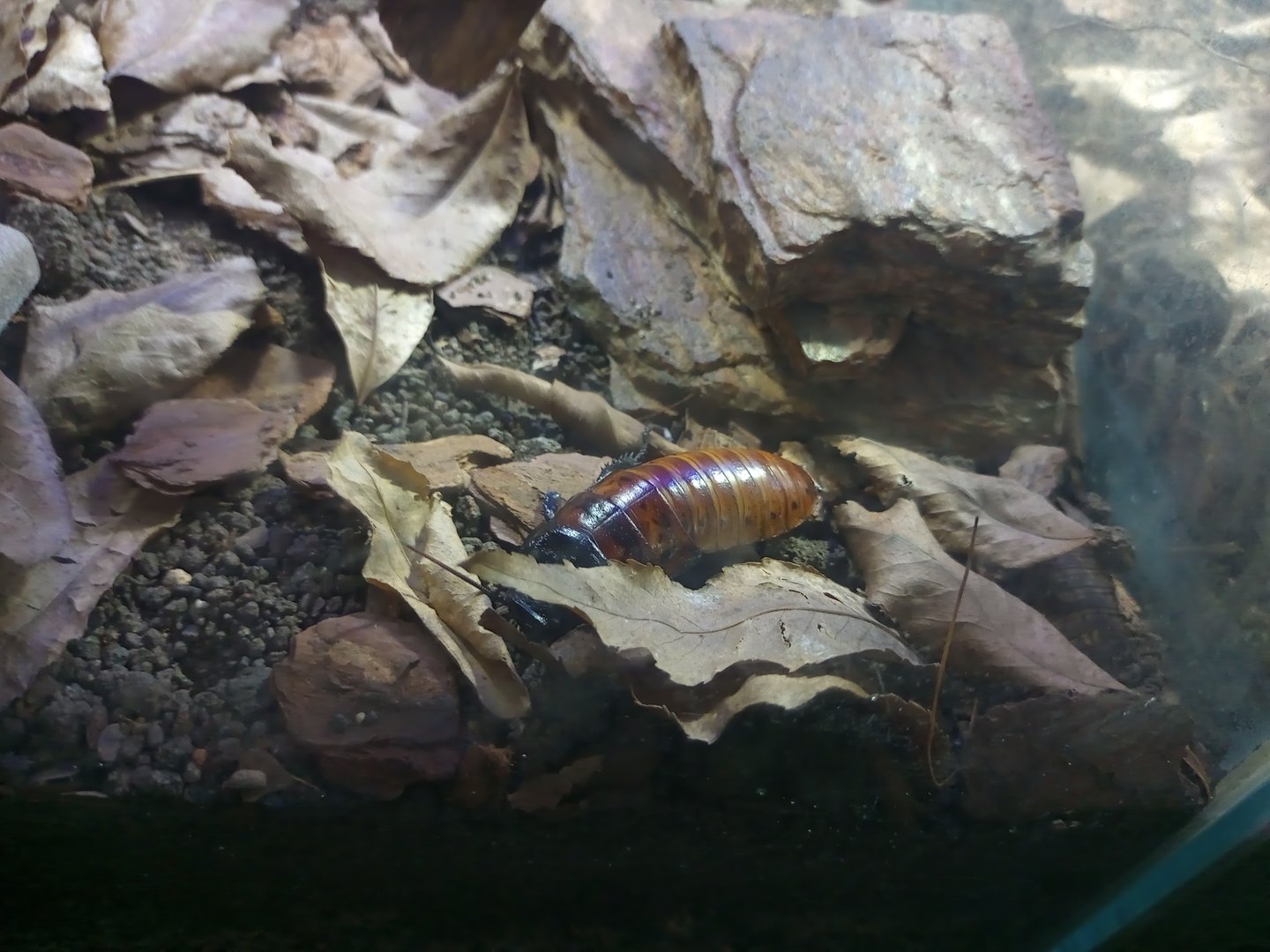 Madagascar hissing cockroach