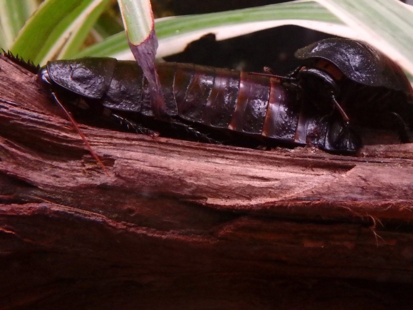 Madagascar hissing cockroach