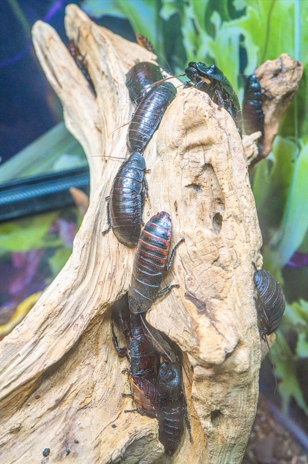 Madagascar Hissing Cockroach