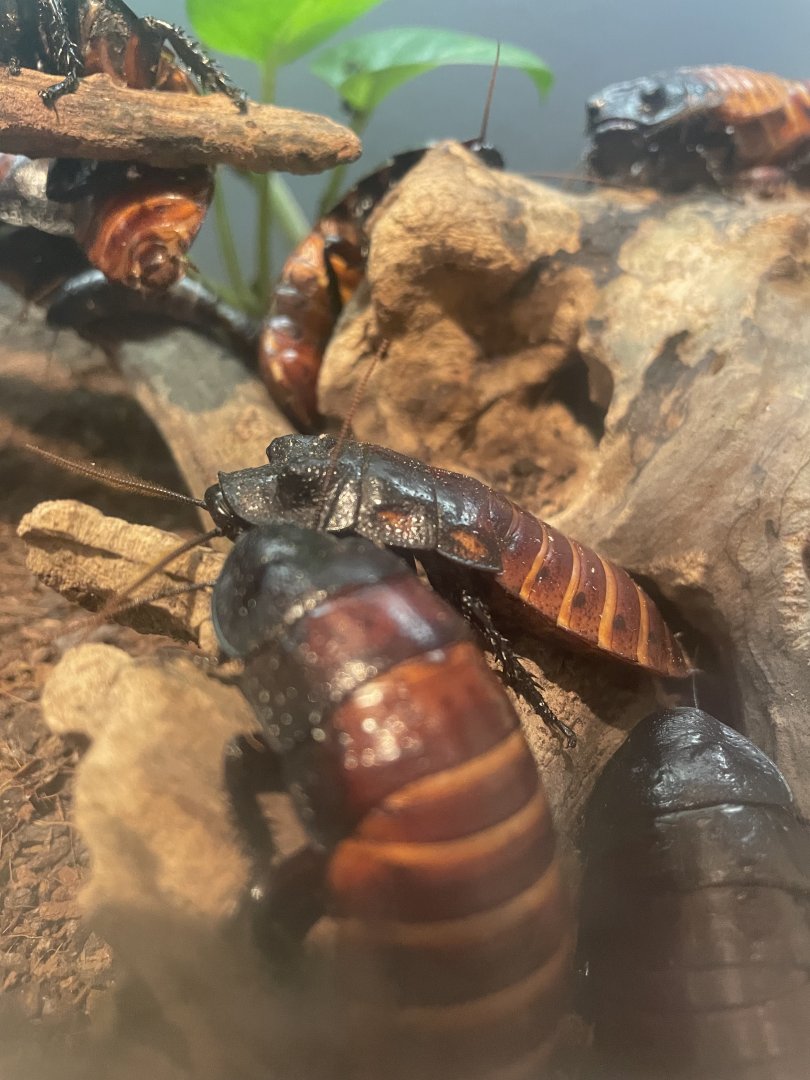 Madagascar Hissing Cockroach