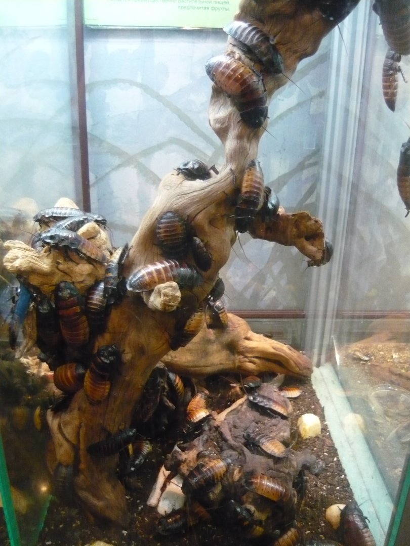 Madagascar hissing cockroaches (Gromphadorhina portentosa)