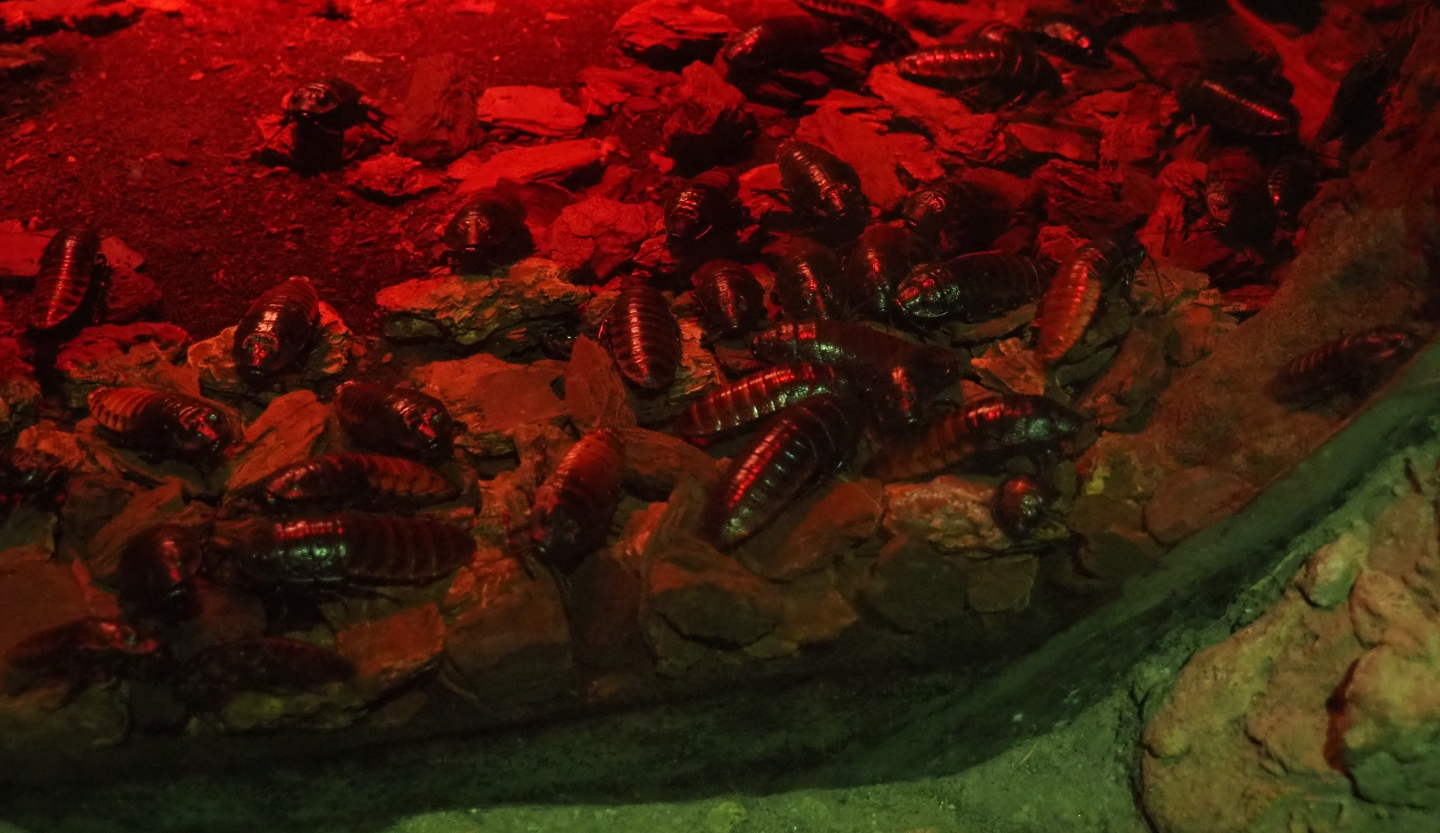 Madagascar hissing cockroaches (Gromphadorhina portentosa)