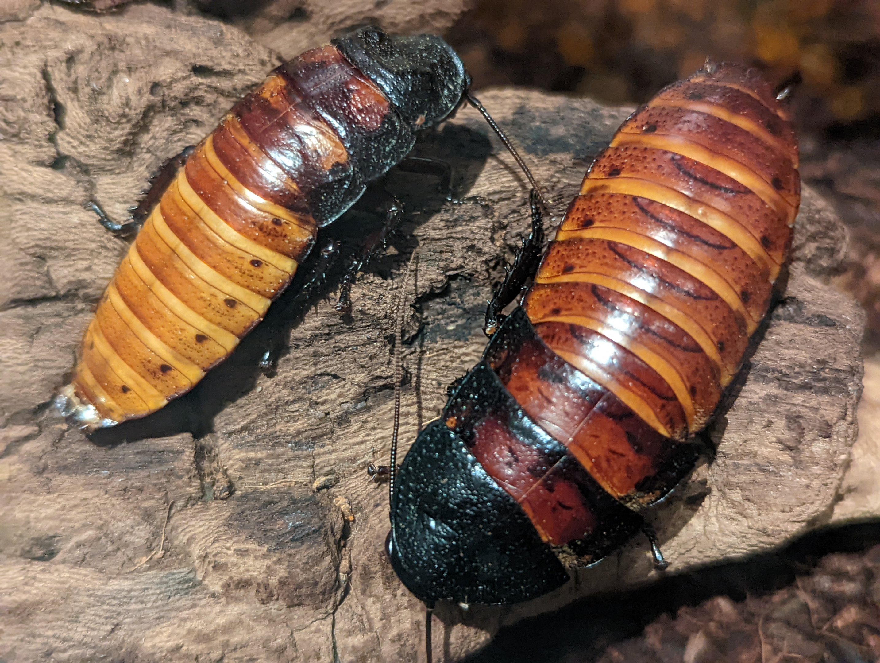 Madagascar hissing cockroaches (Gromphadorhina portentosa)
