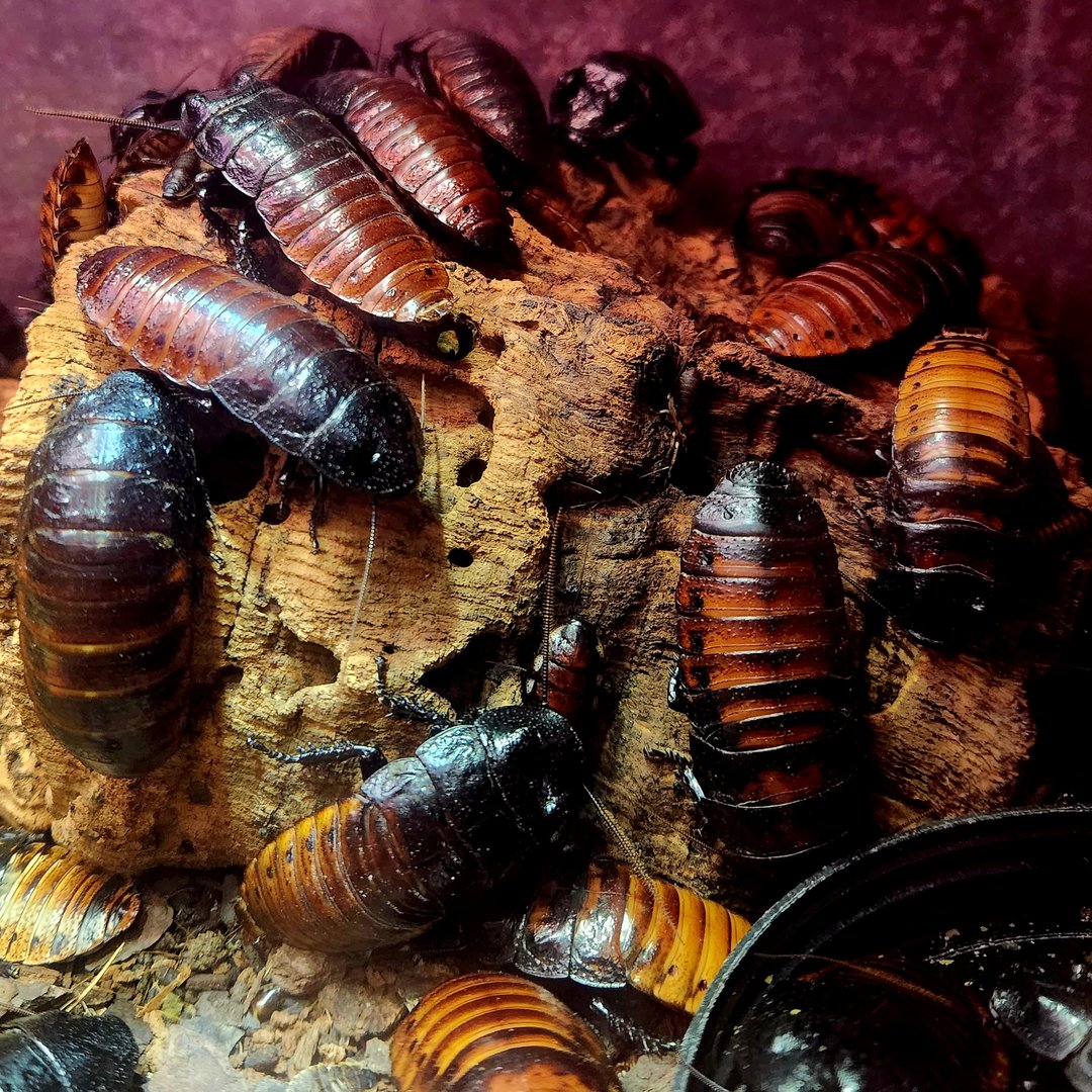 Madagascar Hissing Cockroaches (Gromphadorhina portentosa)