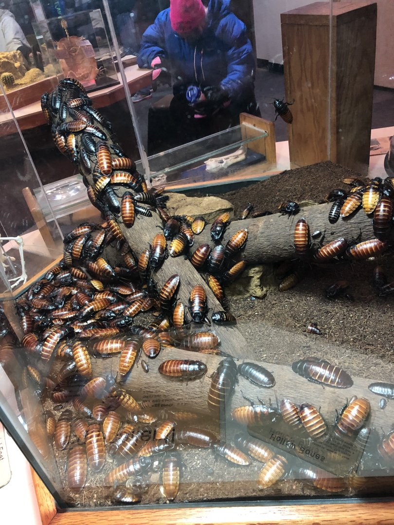 Madagascar Hissing Cockroaches | Henry Vilas Zoo