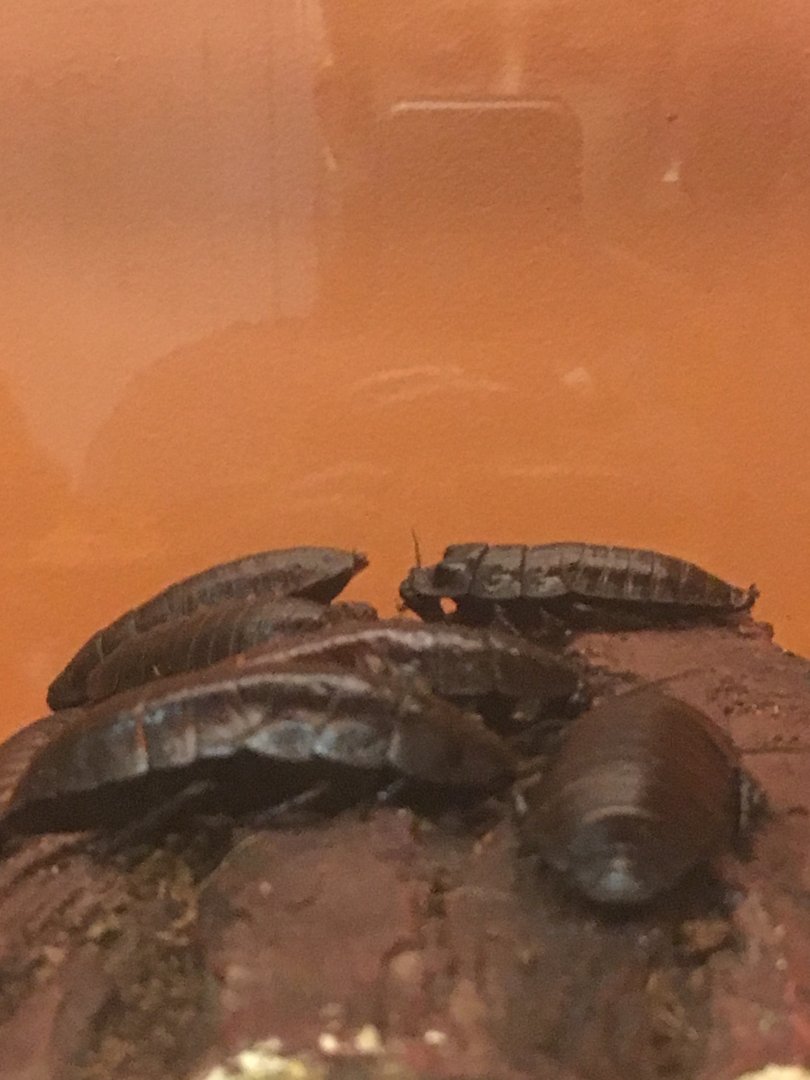 Madagascar Hissing Cockroaches - Royal Ontario Museum