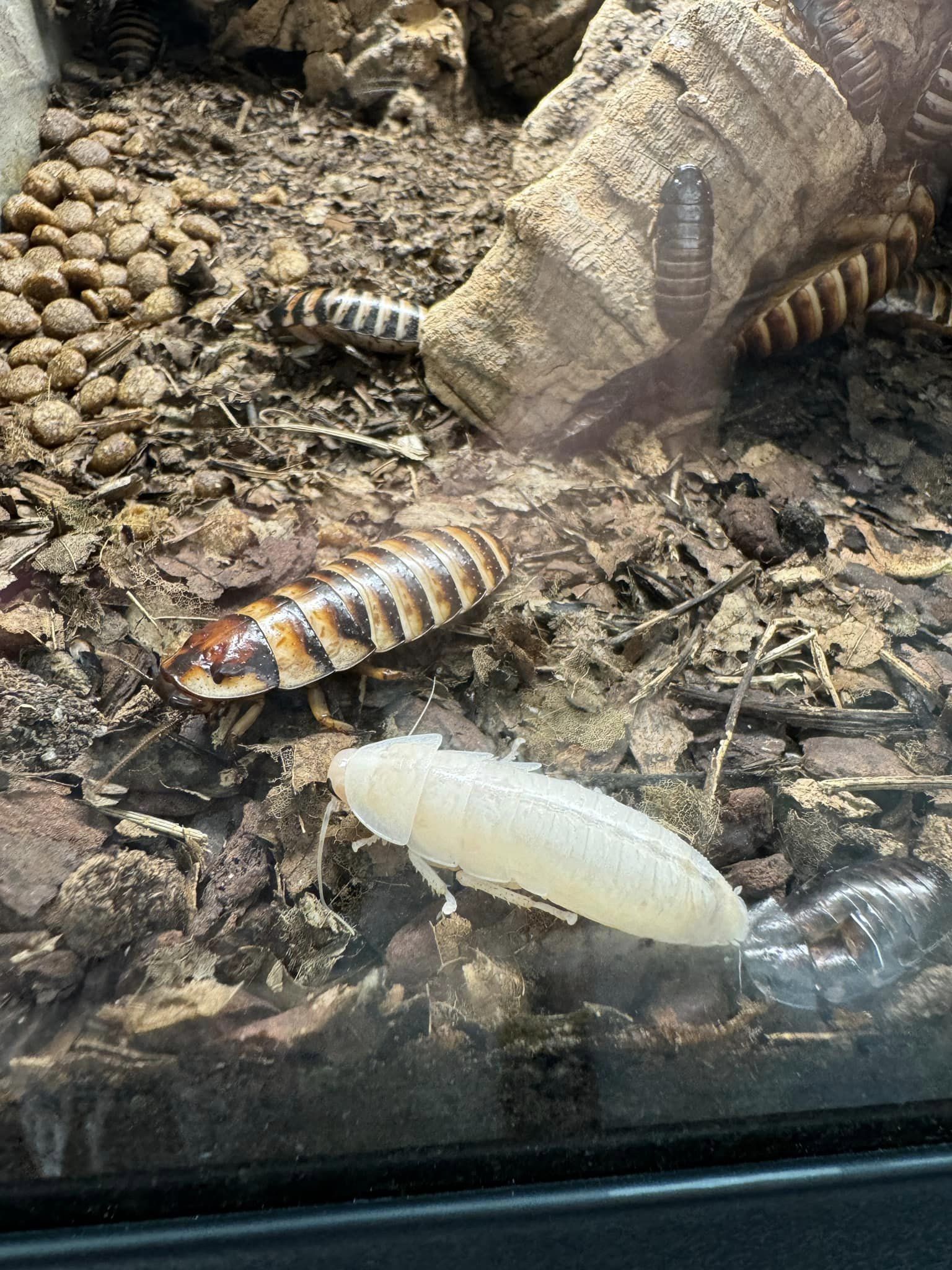 Madagascar hissing cockroaches - Stanice přírodovědců (Prague/Praha)