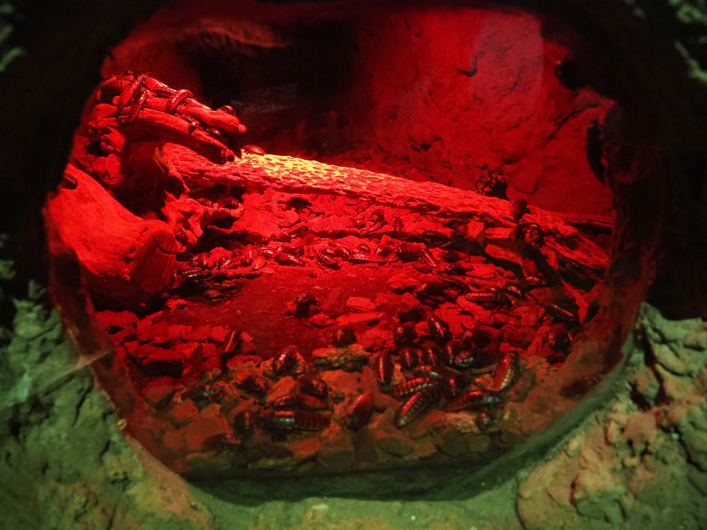 Madagascar hissing cockroaches terrarium